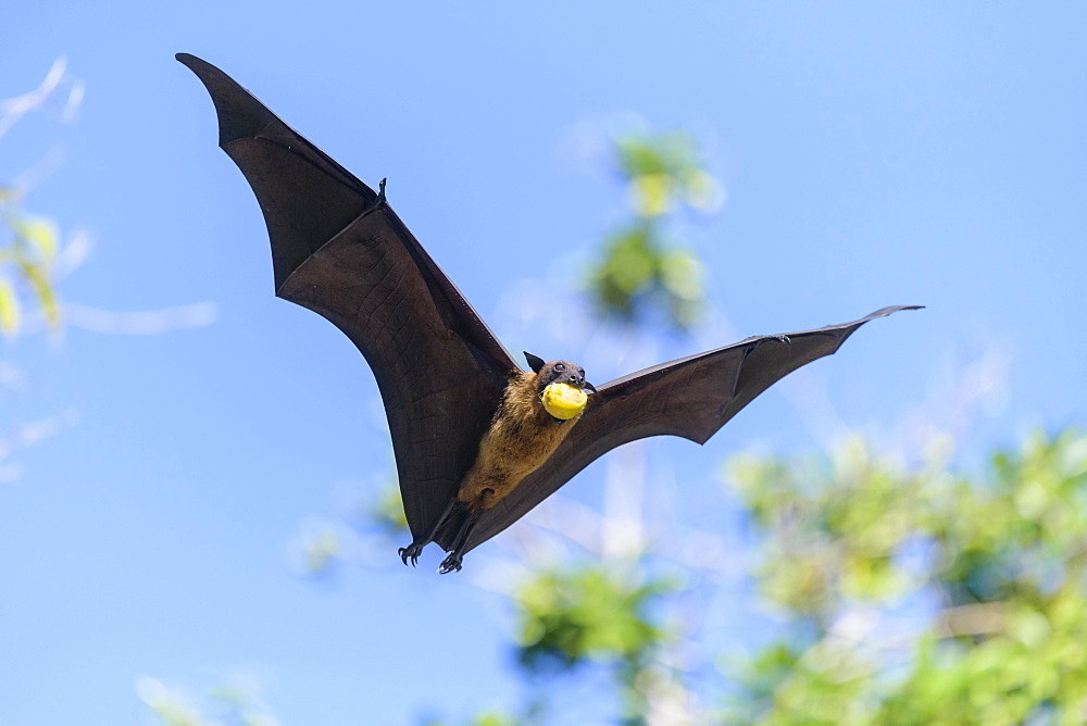 Megabat (Pteropus medius), in flight, Kuramathi, Maldives, Asia