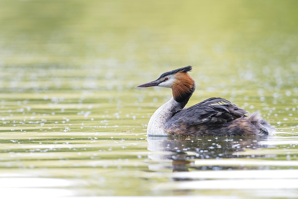 Great crested grebe (Podiceps cristatus), Lower Saxony, Germany, Europe