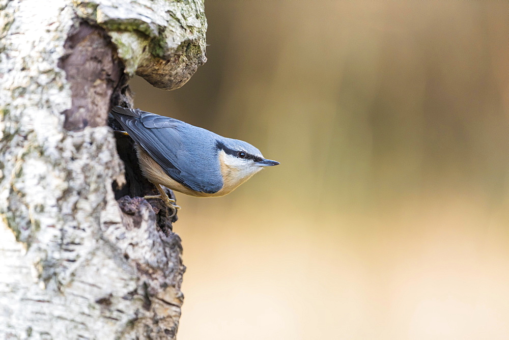 Nuthatch (Sitta europaea), Lower Saxony, Germany, Europe