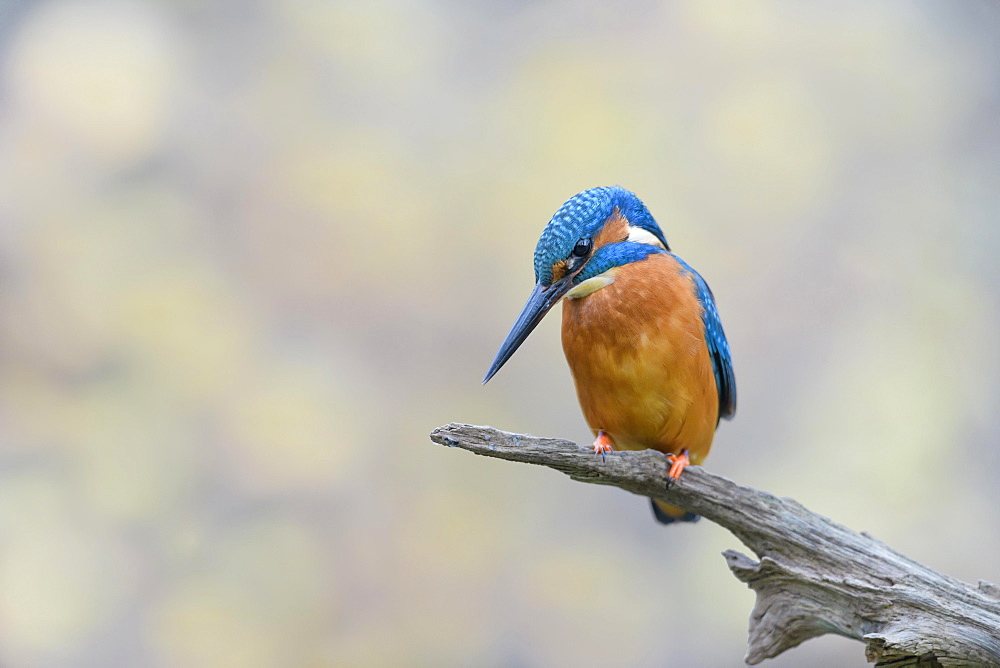 Common Kingfisher (Alcedo atthis), Lower Saxony, Germany, Europe