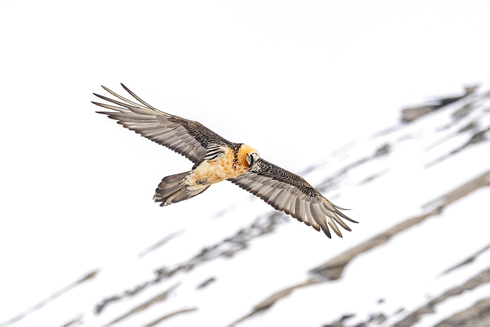 Bearded vulture (Gypaetus barbatus), in flight, Valais, Switzerland, Europe