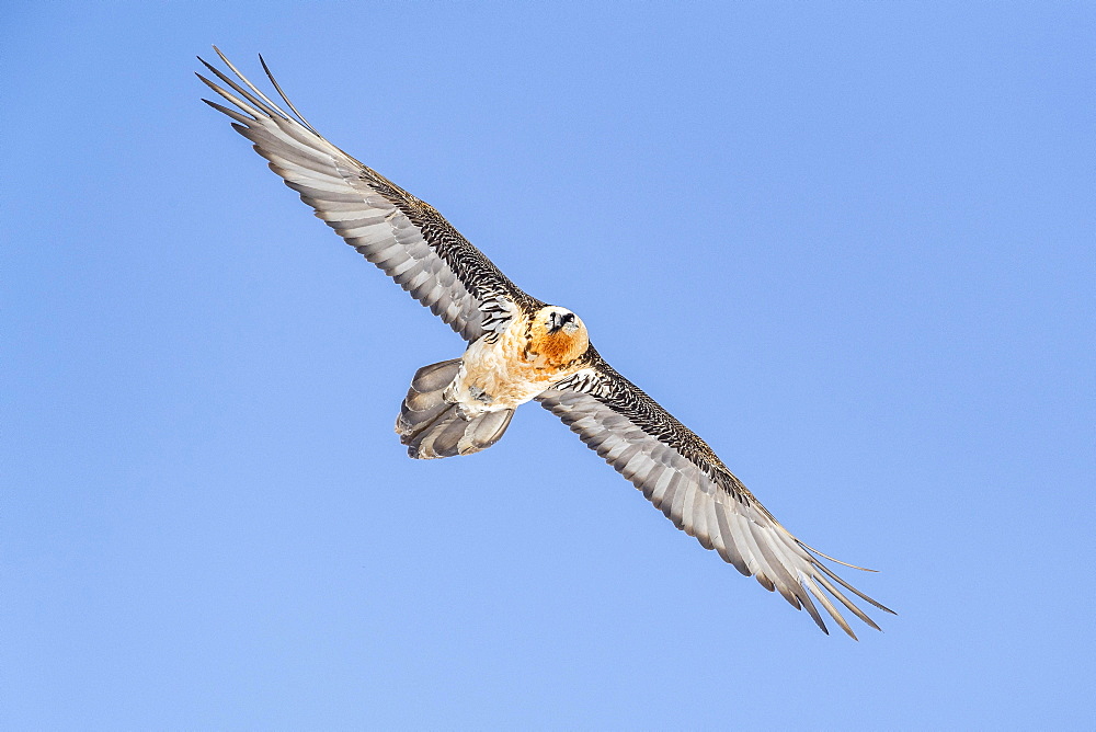 Bearded vulture (Gypaetus barbatus), in flight, Valais, Switzerland, Europe