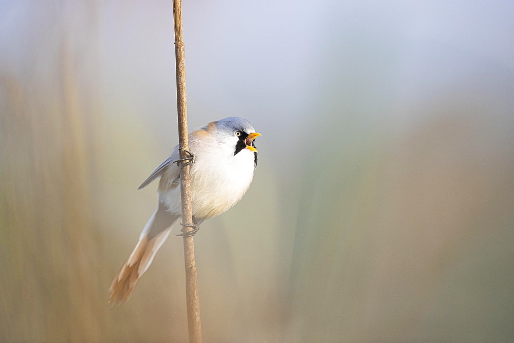 Bearded reedling (Panurus biarmicus), adult male on a reed stalk, Federsee lake, Bad Buchau, Baden-Wuerttemberg, Germany, Europe