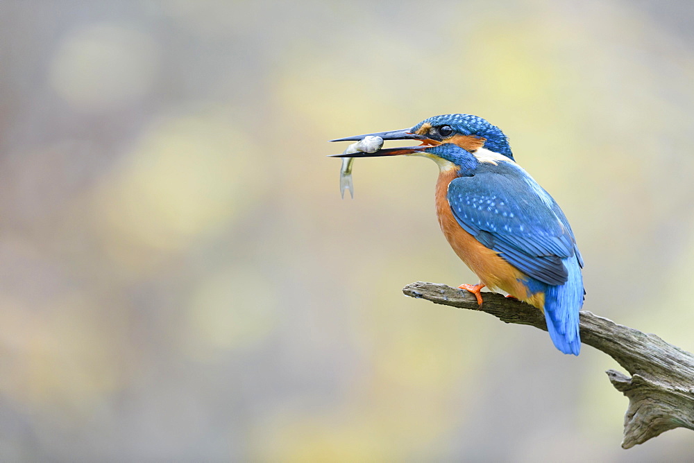 Common kingfisher (Alcedo atthis), with fish, Lower Saxony, Germany, Europe