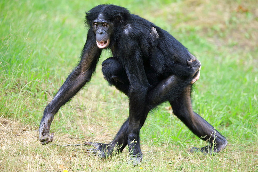 Bonobo, pygmy chimpanzee (Pan Paniscus), adult, female, mother, young, social behaviour, carries young, endangered species, captive