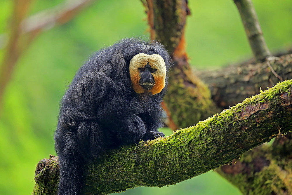 White-faced saki (Pithecia pithecia), adult, male, sitting on tree, alert, captive