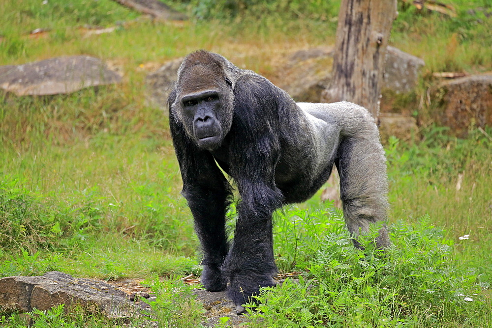 Western gorilla (Gorilla gorilla), adult, male, captive