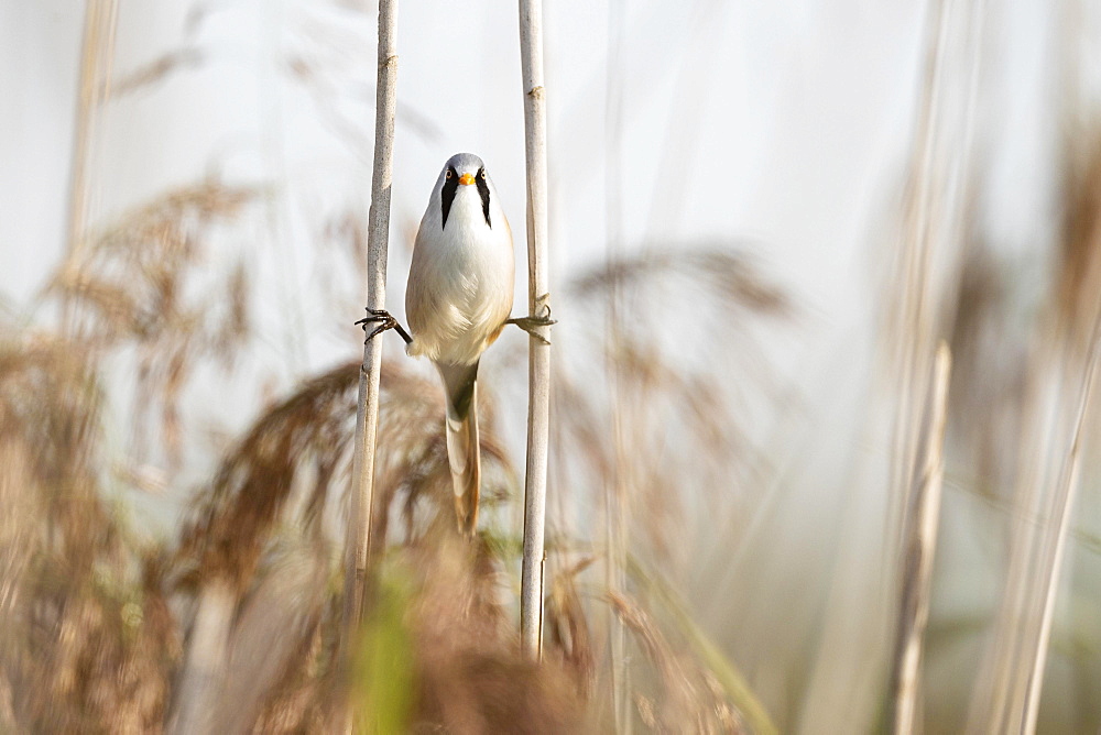 Bearded reedling (Panurus biarmicus), adult male straddling between two reed stalks, Federsee lake, Bad Buchau, Baden-Wuerttemberg, Germany, Europe