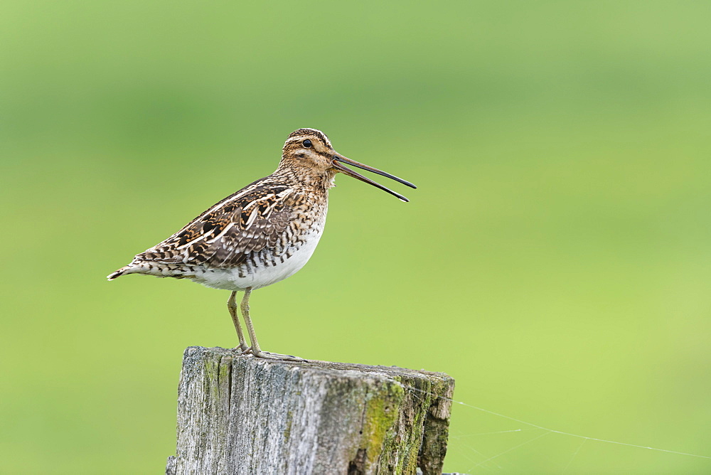 Common Common snipe (Gallinago gallinago), sitting on stake, Lower Saxony, Germany, Europe