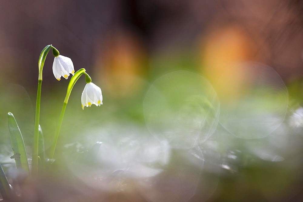 Spring snowflake (Leucojum vernum), Lower Saxony, Germany, Europe