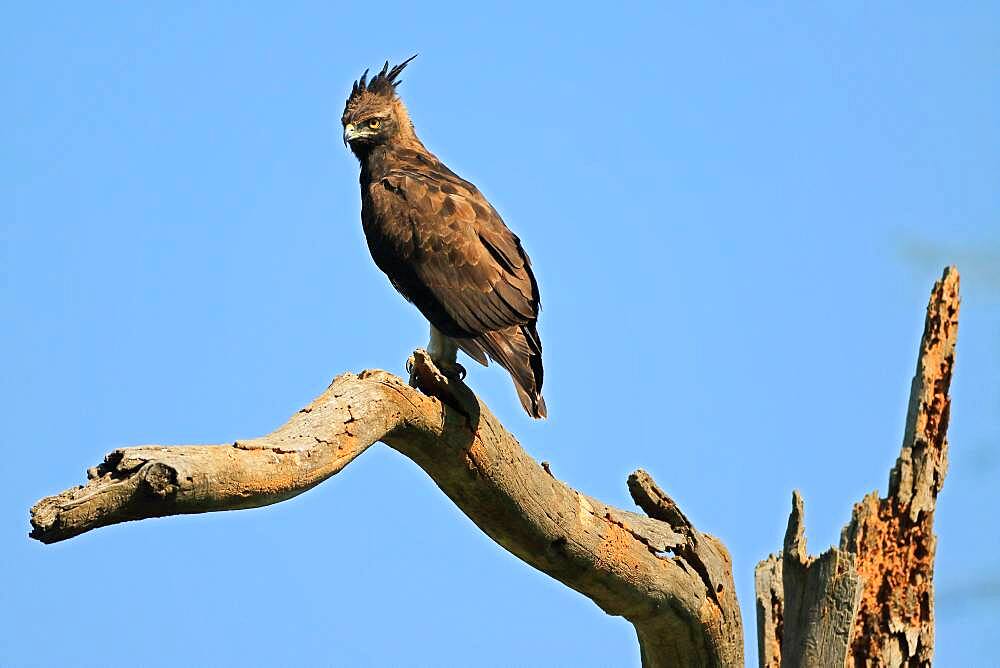 Brown snake eagle (Circaetus cinereus), eagle (Accipitriformes), Solio Ranch Wildlife Sanctuary, Kenya, Africa