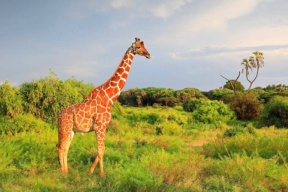 Reticulated giraffe (Giraffa reticulata), Samburu National Reserve, Kenya, Africa