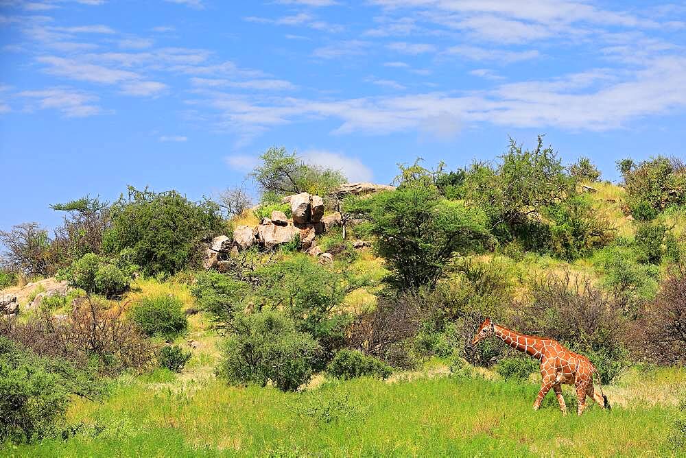 Reticulated giraffe (Giraffa reticulata), savannah, mountain, stones, Samburu National Reserve, Kenya, Africa