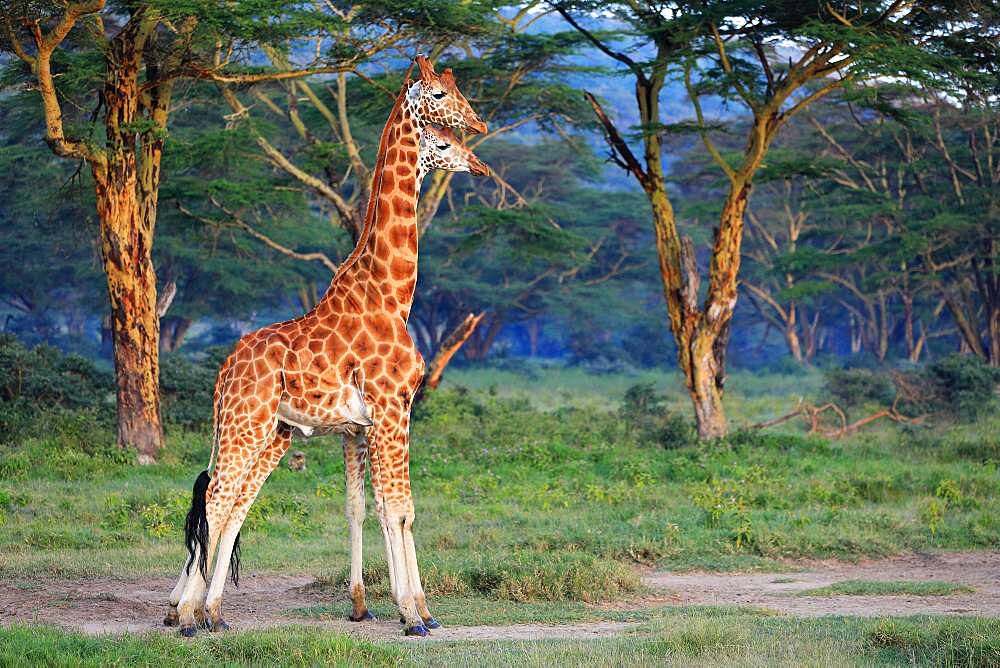 Rothschild's Giraffes (Giraffa camelopardalis rothschildi), group, Lake Nakuru, Kenya, Africa