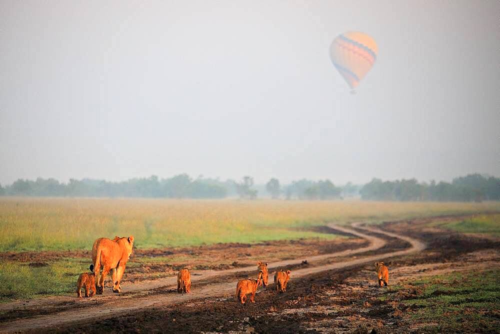 Lion (Panthera leo), family, mother, babies, hot air balloon, fog, savanna, Masai Mara, Kenya, Africa