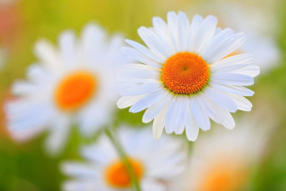 Ox-eye daisy (Leucanthemum vulgare), daisy, meadow meadows, Mengen, Upper Danube nature park Park, Baden-Wuerttemberg, Germany, Europe