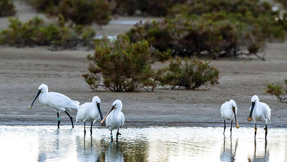 Eurasian spoonbill, spoonbill (Platalea leucorodia), in the lagoon, Fuerteventura, Canary Islands, Spain, Europe