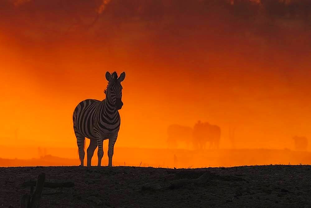 Zebra (Equus burchellii) stands in dust cloud at sunset, Makgadikgadi Pan, Botswana, Africa