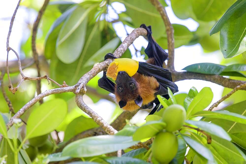 Indian Flying Fox (Pteropus medius), eats fruit, Kuramathi, Maldives, Asia