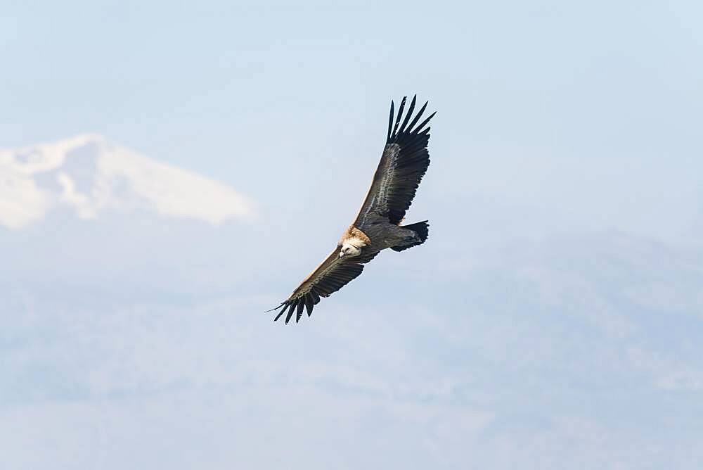 Griffon vulture (Gyps fulvus), in flight, Crete, Greece, Europe