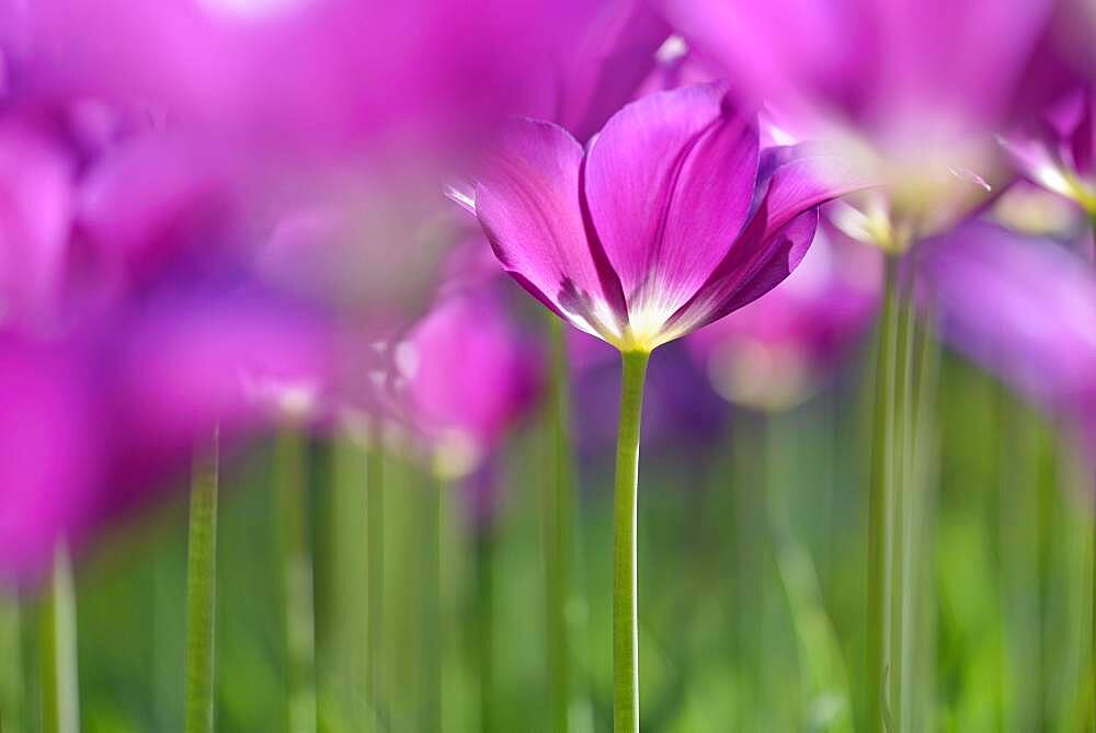 Tulips (Tulipa), purple flowers, North Rhine-Westphalia, Germany, Europe