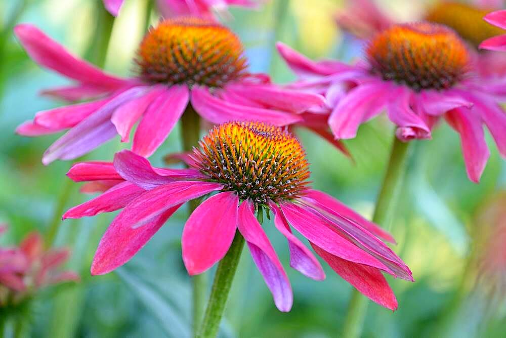 Purple Cone flower (Echinacea purpurea), inflorescence, North Rhine-Westphalia, Germany, Europe