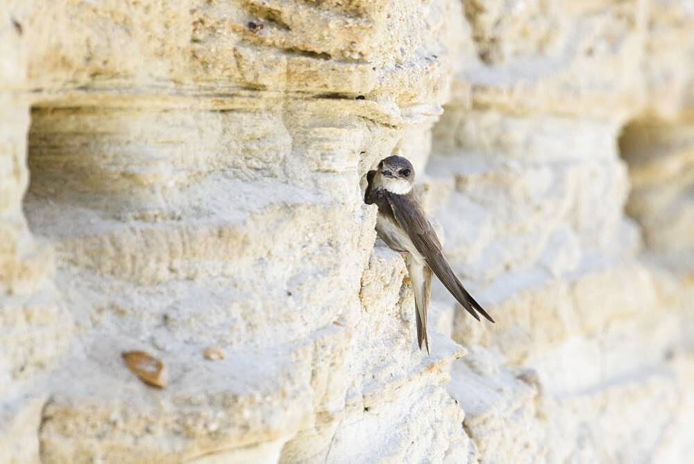 Sand Martin (Riparia riparia), on breeding wall, Lower Saxony, Germany, Europe