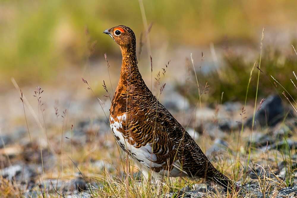 Willow ptarmigan (Lagopus lagopus), summer plumage, Varanger, Norway, Europe