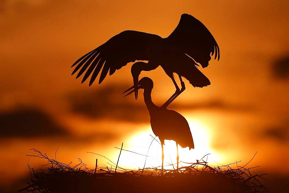 White stork (Ciconia ciconia) mating at sunset on the nest, Germany, Europe