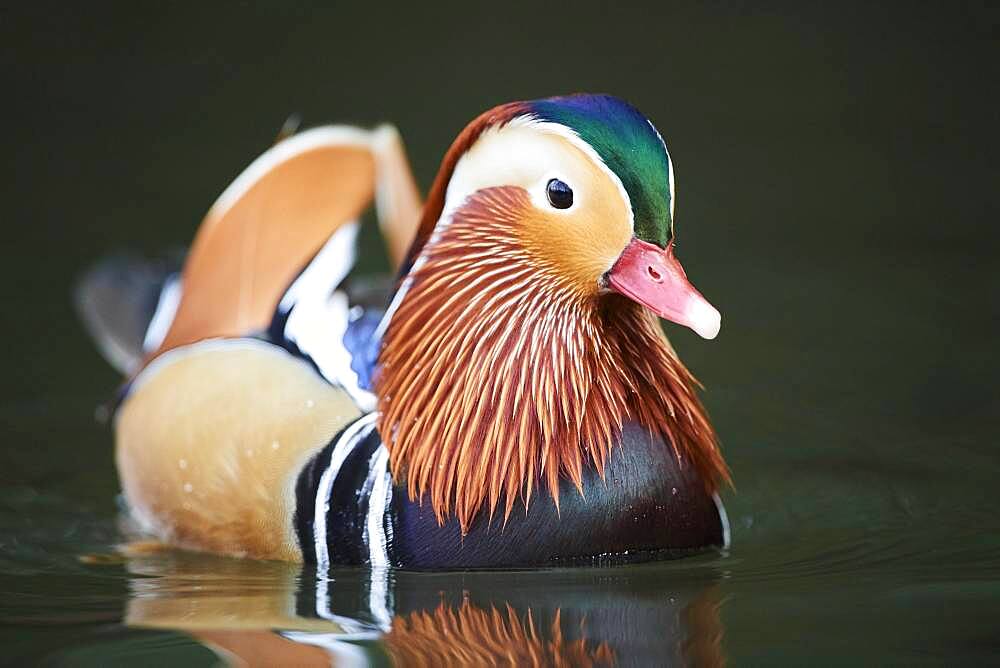 Mandarin duck (Aix galericulata) male swimming in water, Bavaria, Germany, Europe