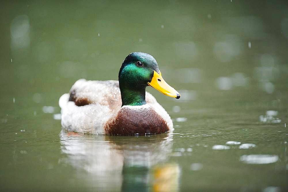 Mallard (Anas platyrhynchos) male swimming in water, Bavaria, Germany, Europe