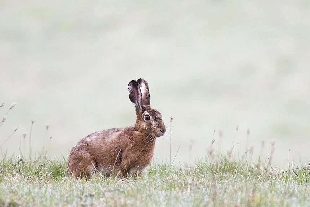 European hare (Lepus europaeus) sitting in a meadow, Hesse, Germany, Europe