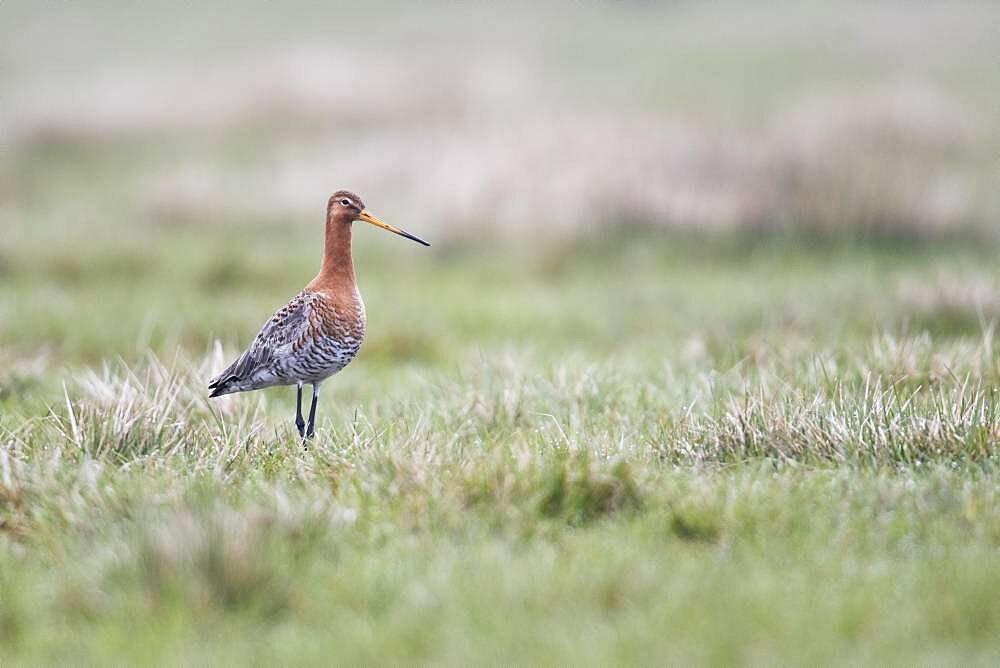 Black-tailed godwit (Limosa limosa), running in wet meadow, Lower Saxony, Germany, Europe