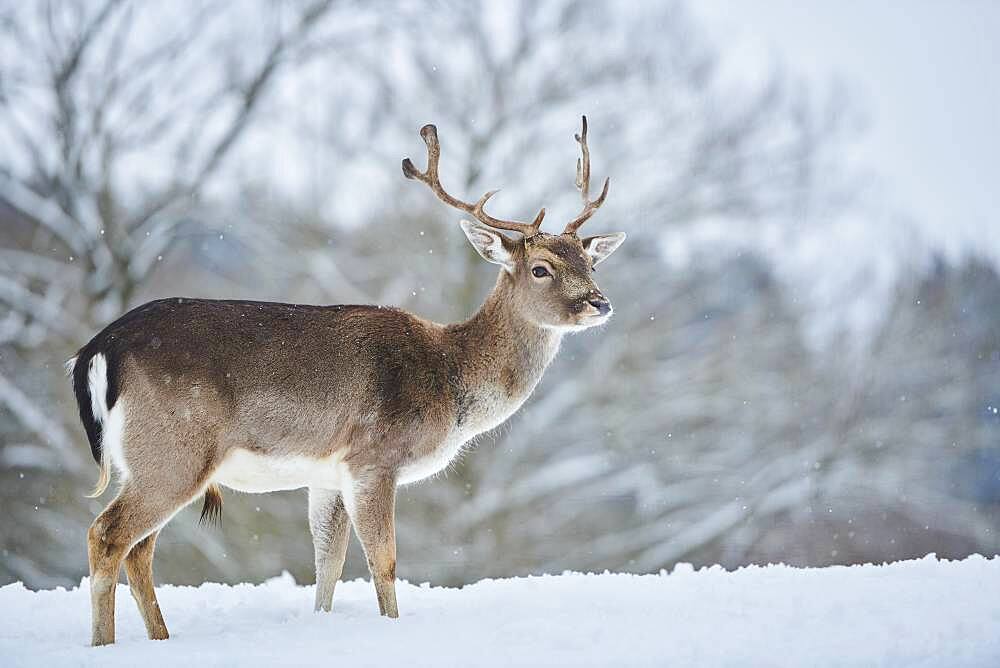 Fallow deer (Dama dama) on a snowy meadow, Bavaria, Germany, Europe