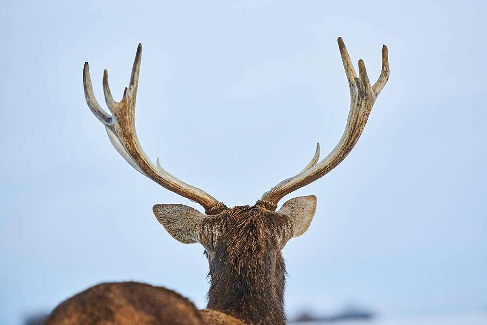 Portrait of a red deer (Cervus elaphus), Bavaria, Germany, Europe