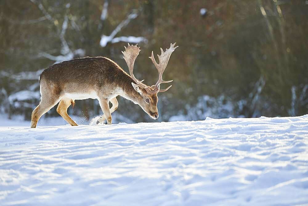 Fallow deer (Dama dama) on a snowy meadow, Bavaria, Germany, Europe