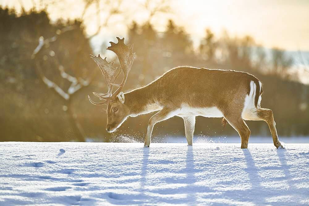 Fallow deer (Dama dama) on a snowy meadow, Bavaria, Germany, Europe