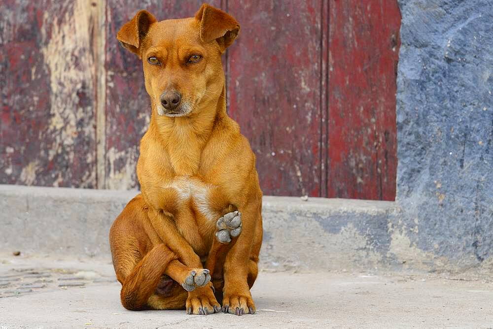 Small female dog, mixed breed, sitting in yoga position, Quinua, Huamanga province, Peru, South America