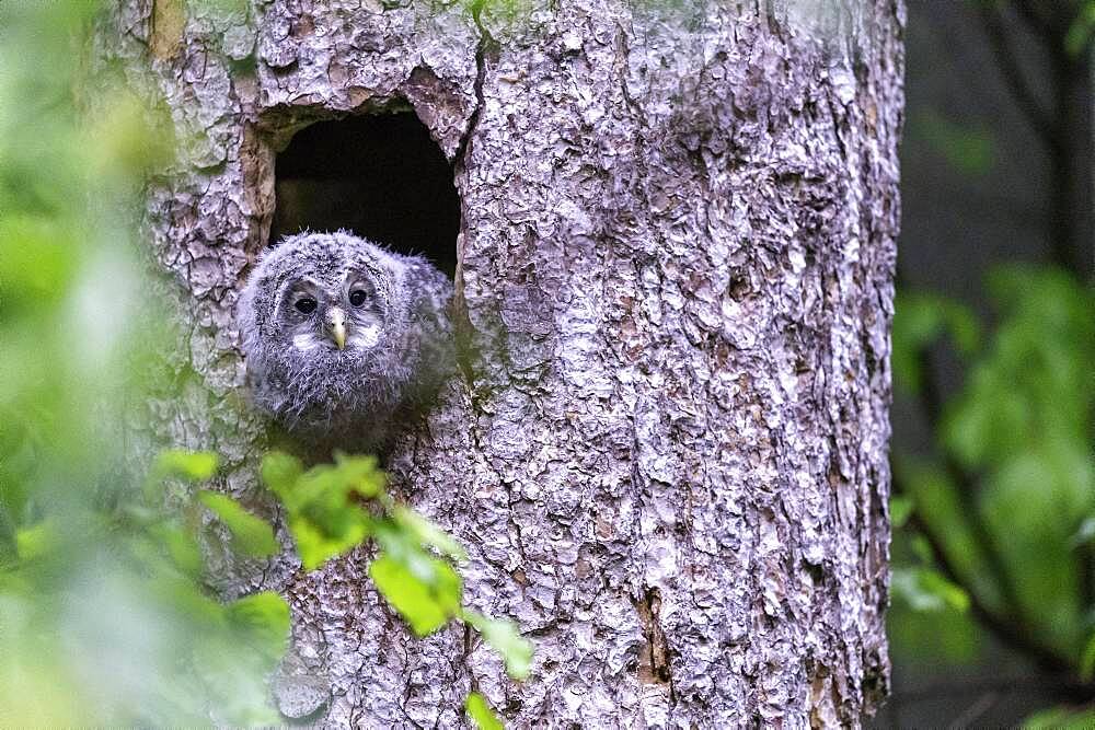 Young hawk owl (Strix uralensis), looking out of the breeding hole, Bavarian Forest, Germany, Europe