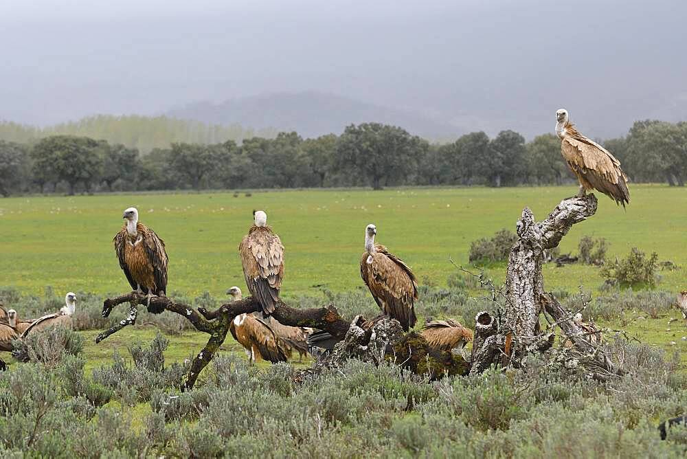 Griffon vulture (Gyps fulvus) at Luderplatz, Castilla-La Mancha, Spain, Europe