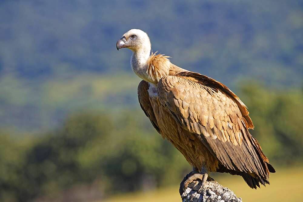 Griffon vulture (Gyps fulvus) on a dead tree, Castilla-La Mancha, Spain, Europe