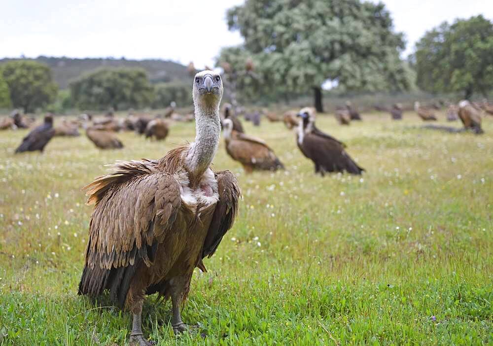 Griffon vulture (Gyps fulvus), feeding ground, Extremadura, Spain, Europe