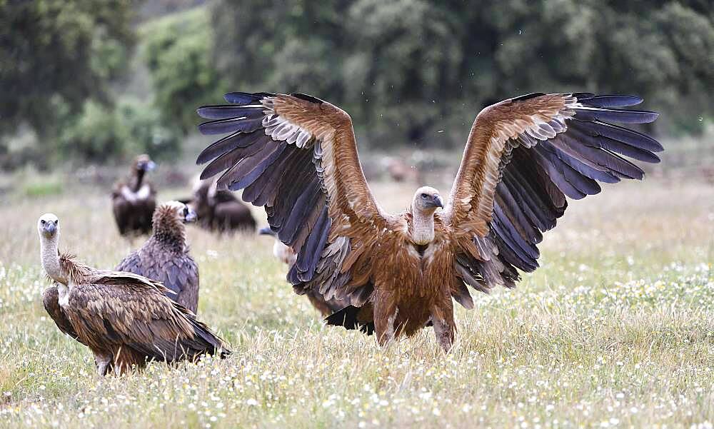 Griffon vulture (Gyps fulvus), feeding ground, Extremadura, Spain, Europe