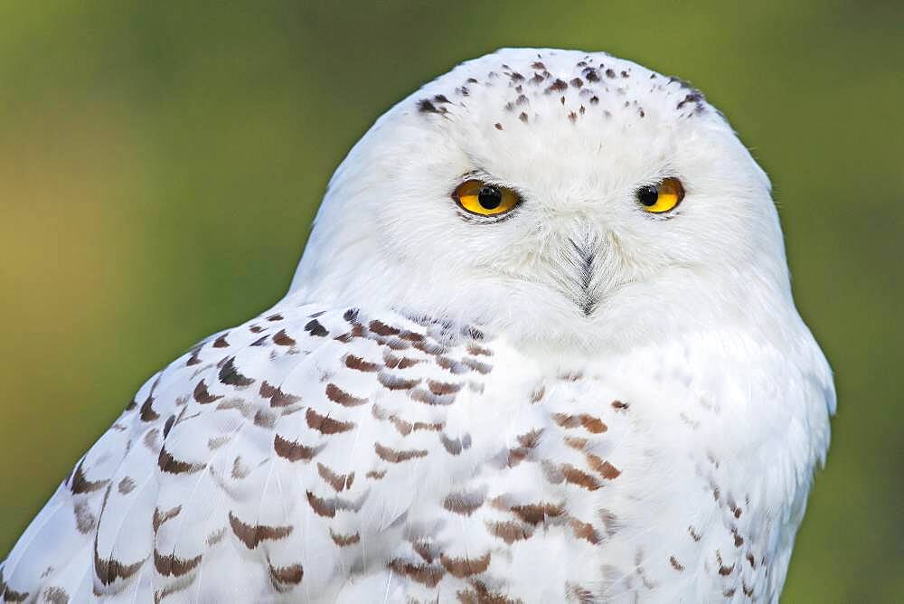 Snowy owl (Nyctea scandiaca), animal portrait, Germany, Europe