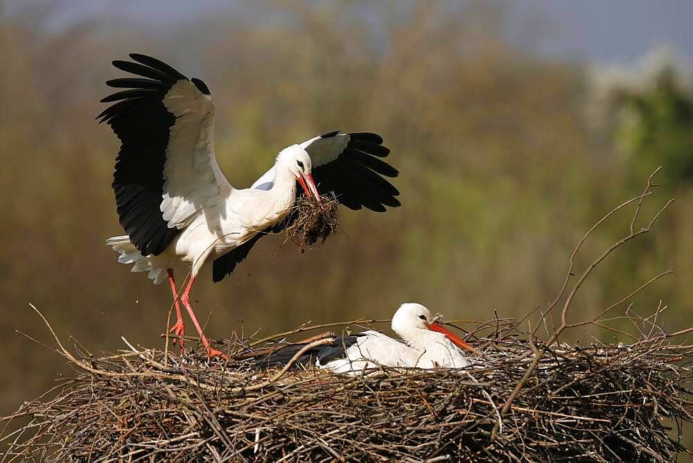 White stork (Ciconia ciconia) flying on the nest, Germany, Europe