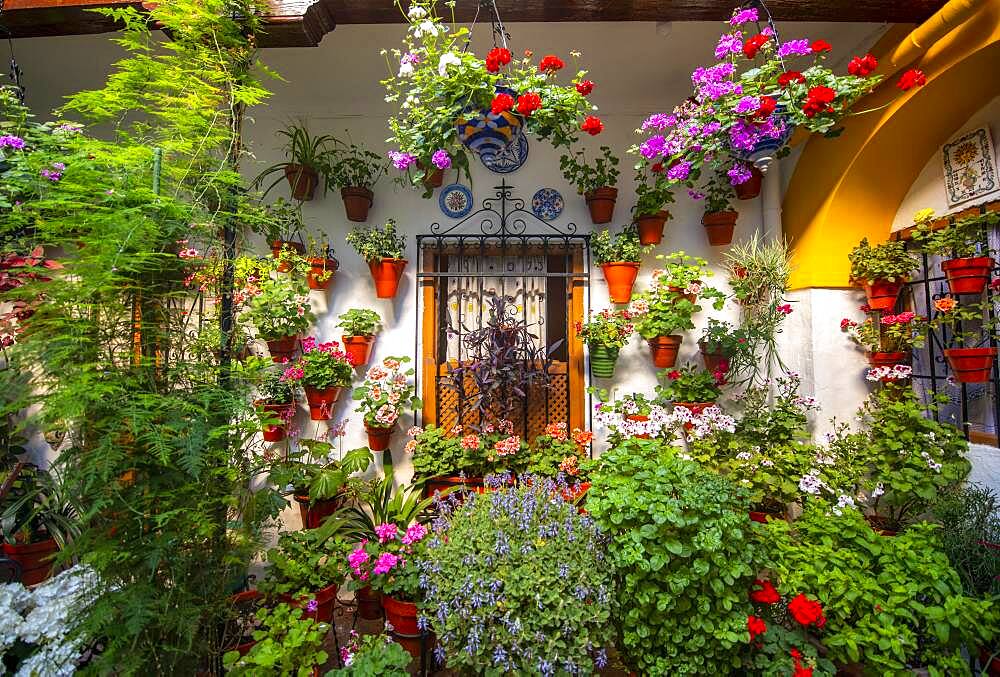 Window in the courtyard decorated with flowers, geraniums in flower pots on the house wall, Fiesta de los Patios, Cordoba, Andalusia, Spain, Europe