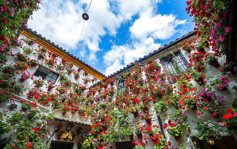 Many red geraniums in flower pots on the house wall, decorated inner courtyard, Fiesta de los Patios, Cordoba, Andalusia, Spain, Europe