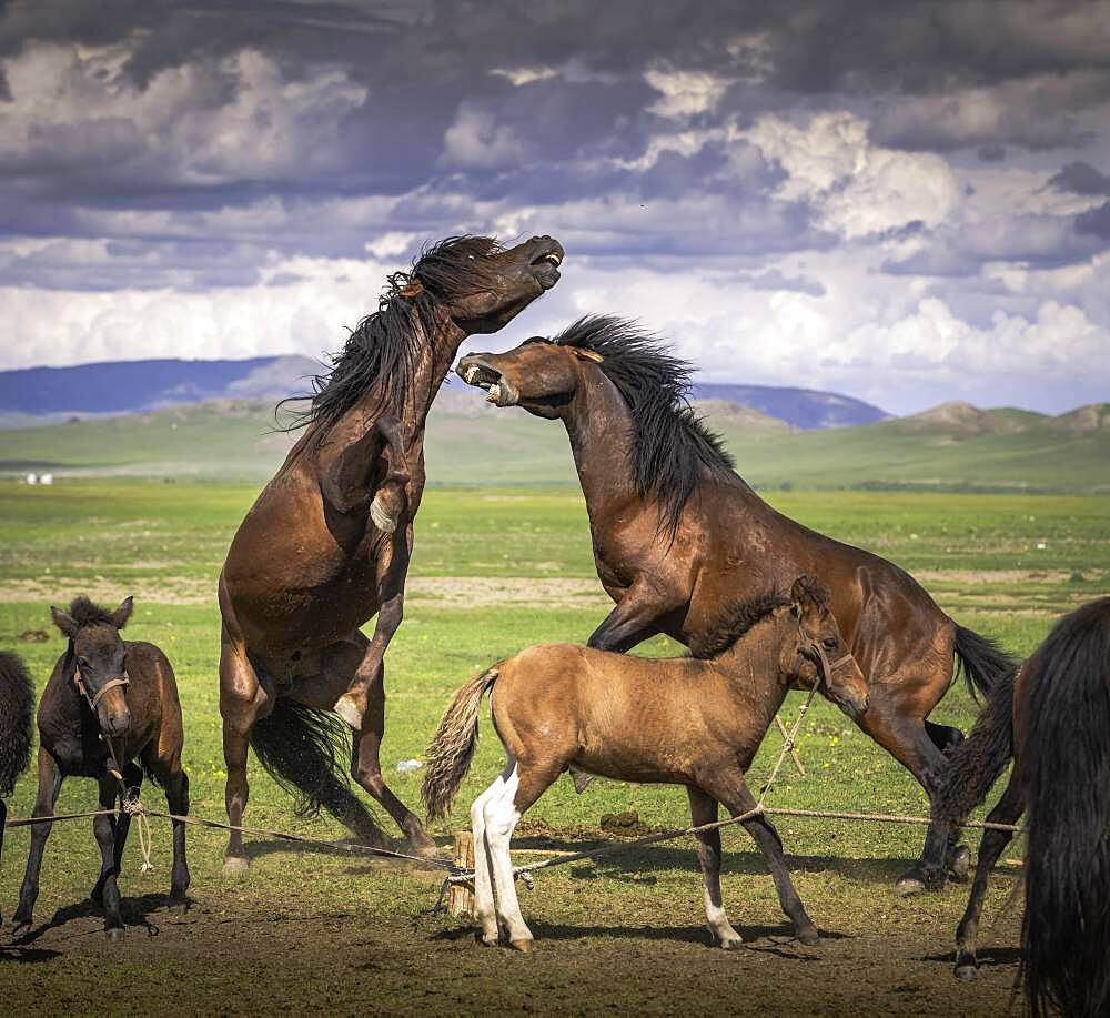 Stallions (Equus) fighting, Arkhangai Province, Mongolia, Asia