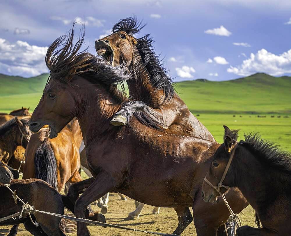 Stallions (Equus) fighting, Arkhangai Province, Mongolia, Asia