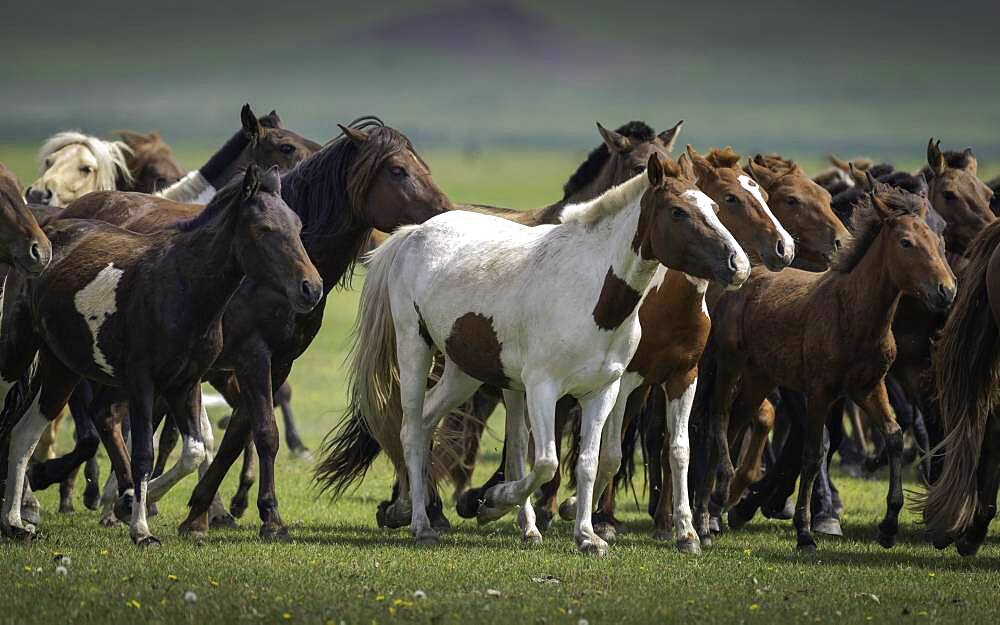 Domestic Horses (Equus ferus caballus) in summer, Arkhangai Province, Mongolia, Asia